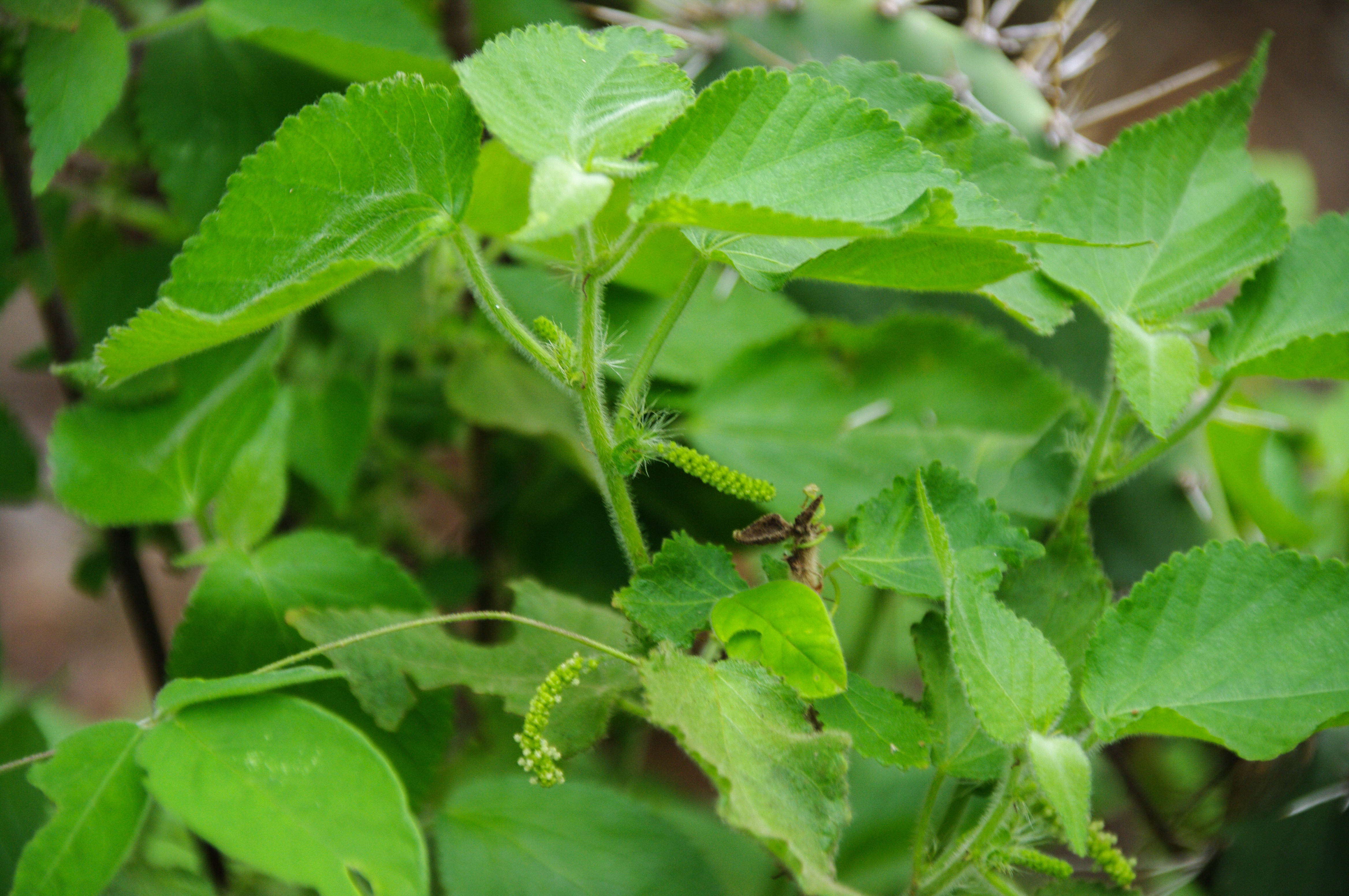 Acalypha cuspidata — Acalypha cuspidata