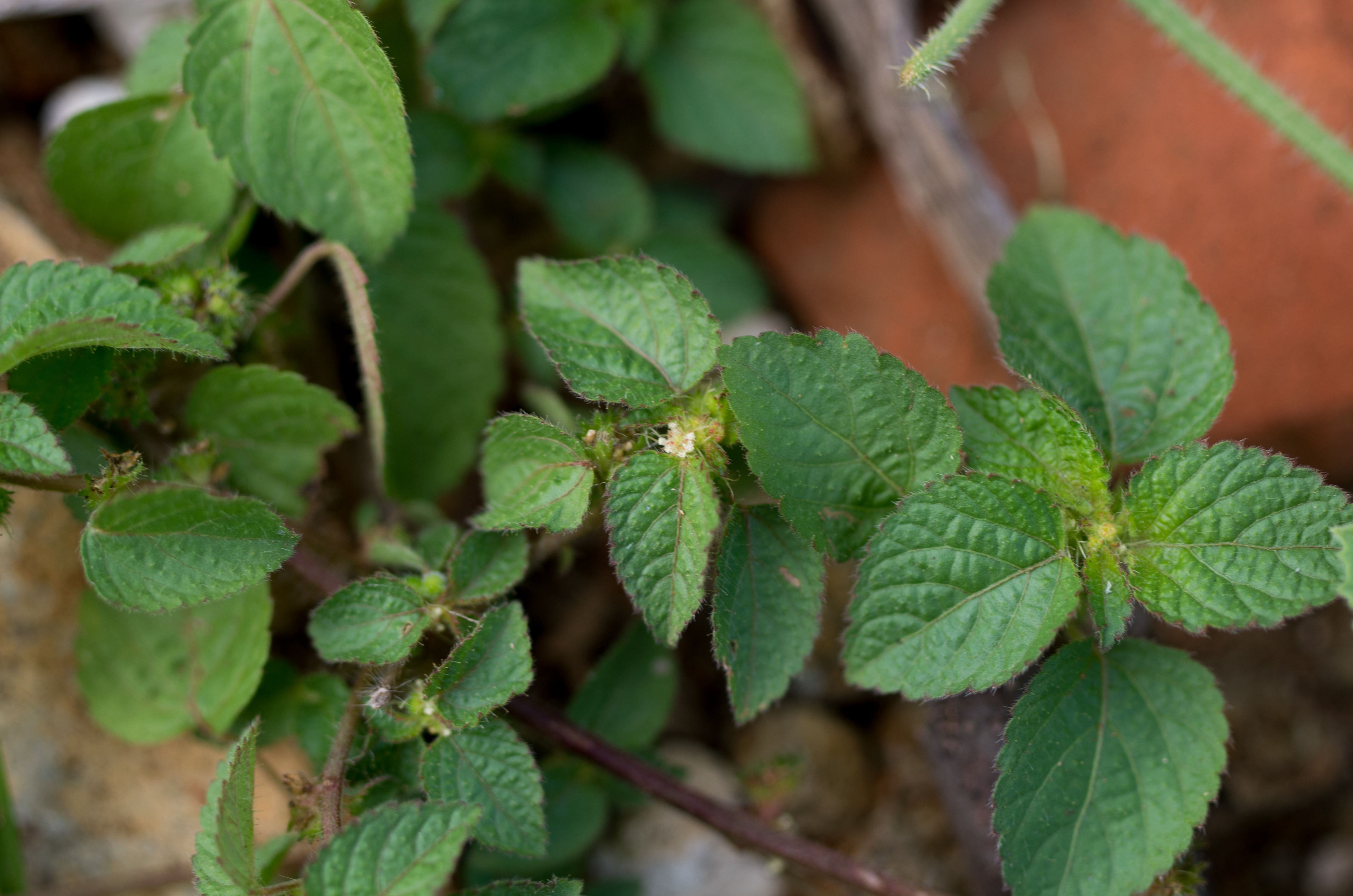 Acalypha poiretii — Acalypha poiretii
