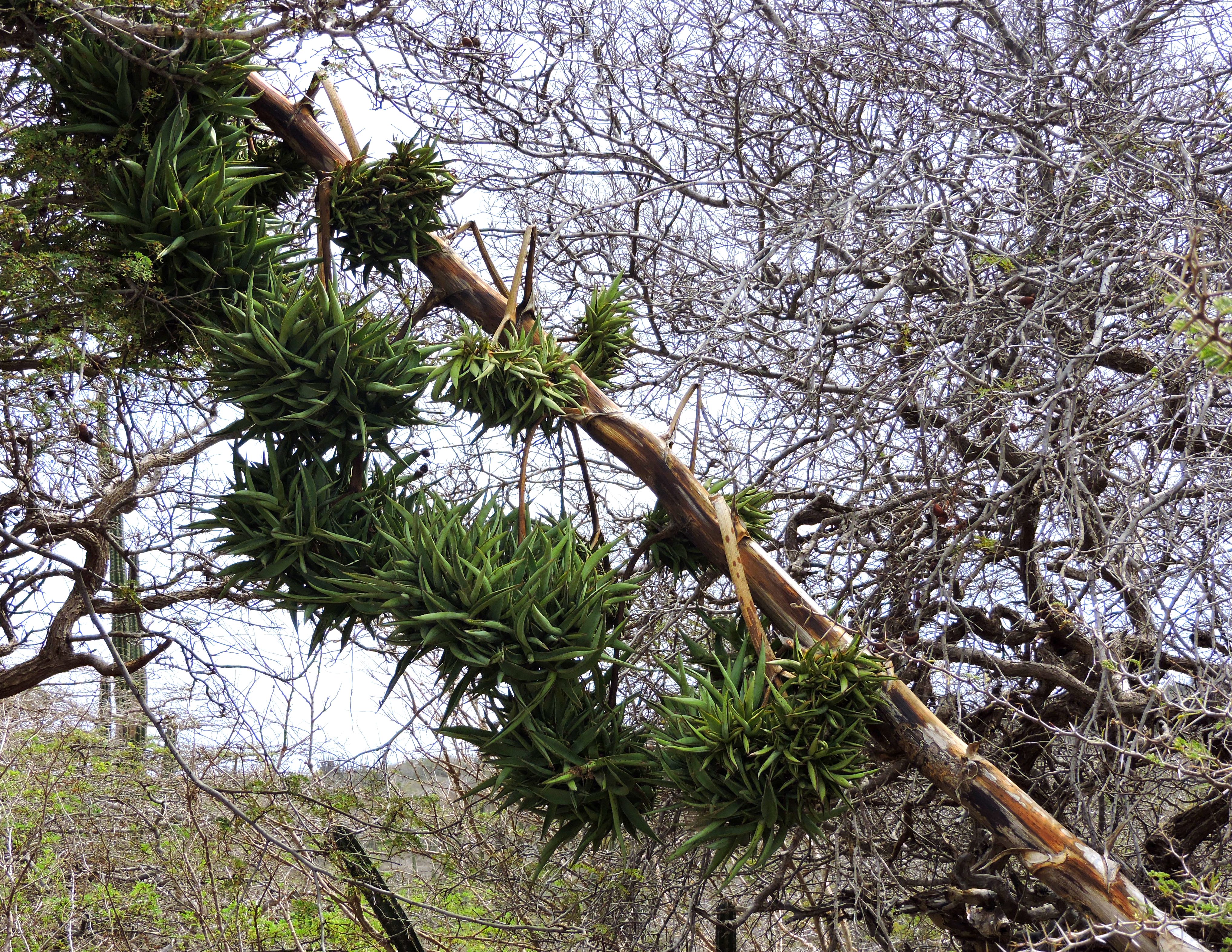 Kuki di indjan — Agave vivipara