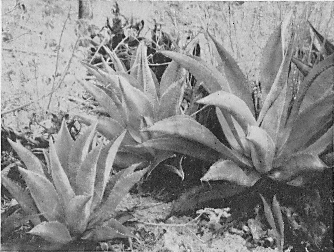 Historische zwart-witfoto van brede, gebogen agavebladeren in rozetten bij Fontein op Bonaire