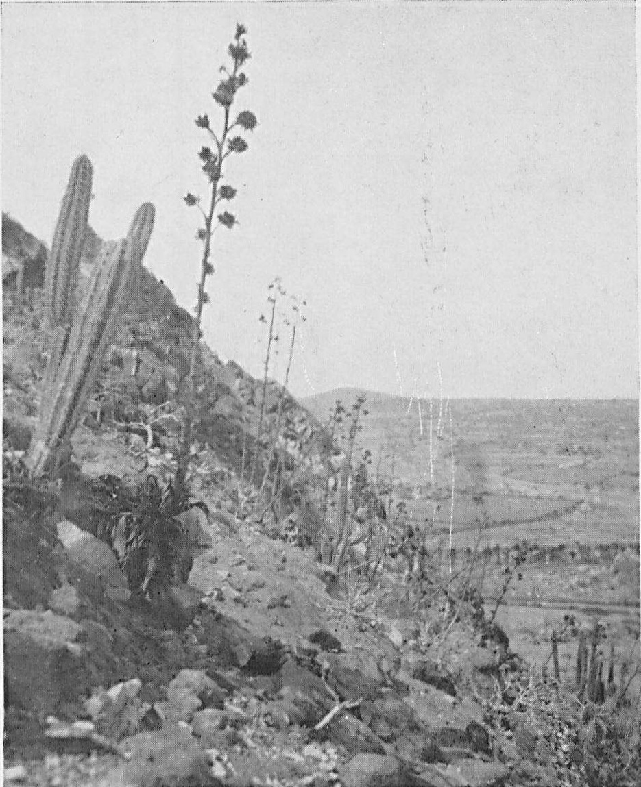 Historische zwart-witfoto van een agave met een hoge bloeistengel tussen cactussen op de Hooiberg op Aruba