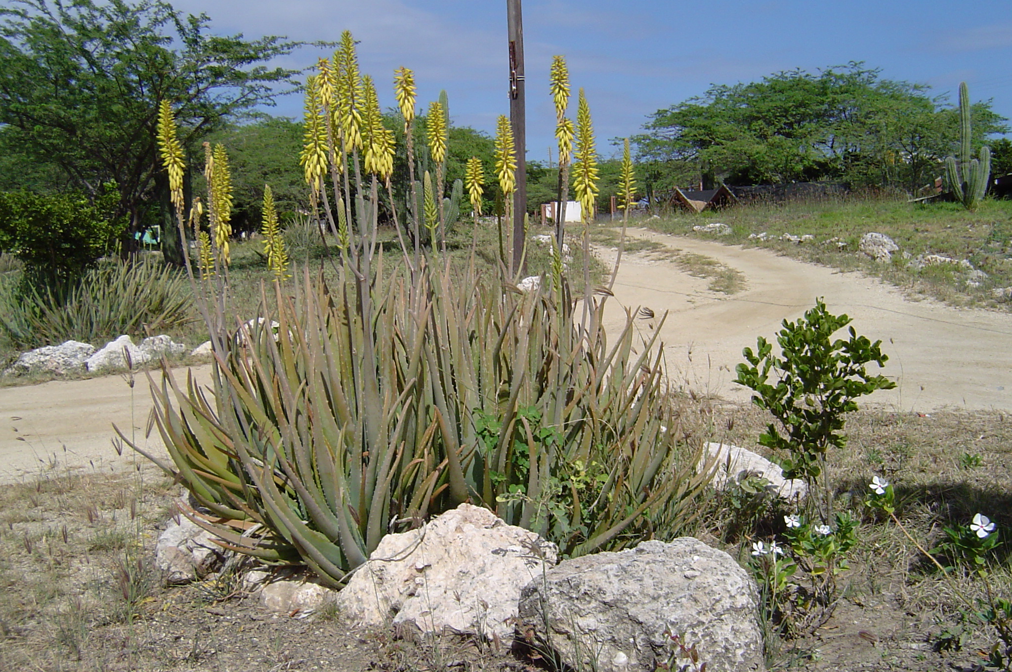 Aloë — Aloe vera