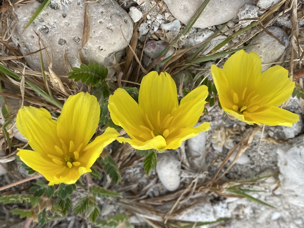 Anglo / Wanglo — Tribulus cistoides