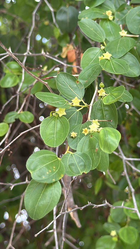 Apeldam — Ziziphus spina-christi