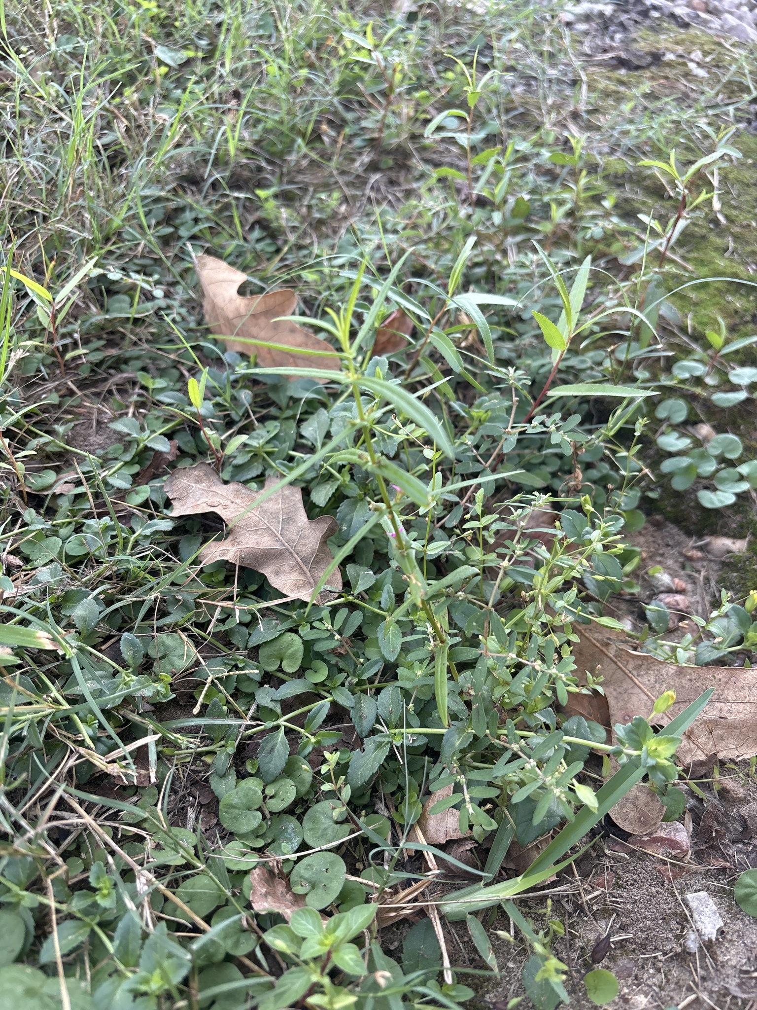Ammannia auriculata — Ammannia auriculata