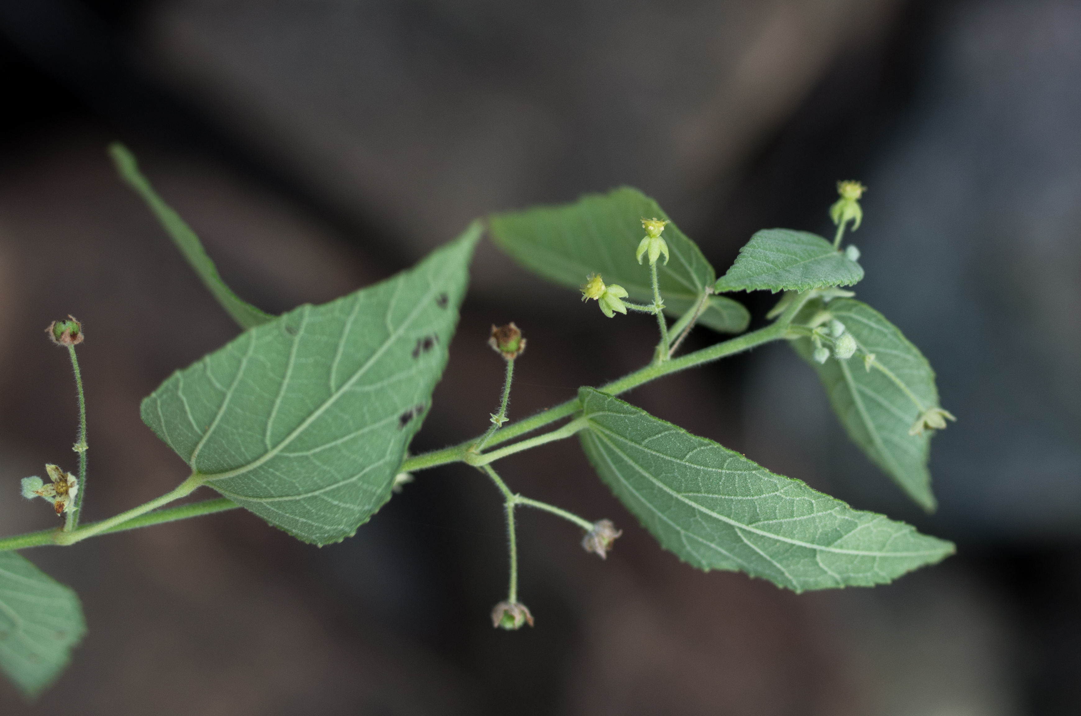 Ayenia magna — Ayenia magna