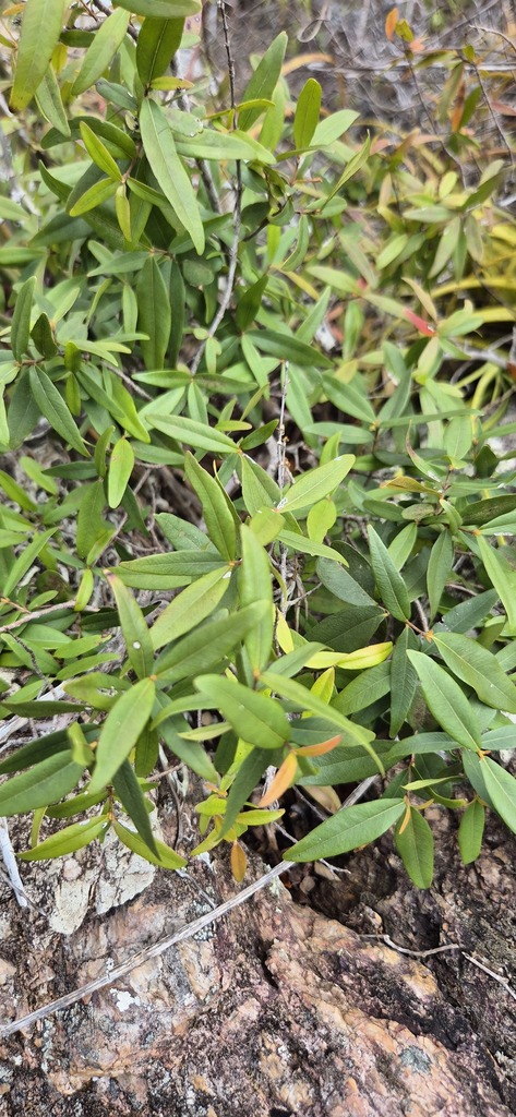 Myrcia curassavica — Myrcia curassavica