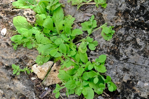 Nama jamaicensis — Nama jamaicensis