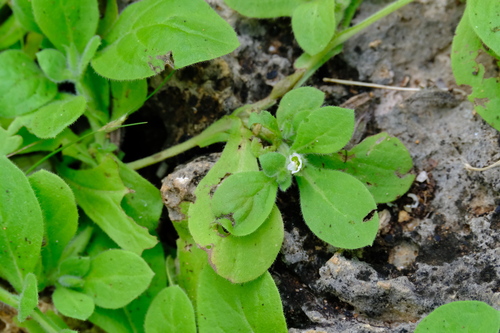 Afzonderlijke witte bloem en behaarde kelk van Nama jamaicensis op Bonaire.