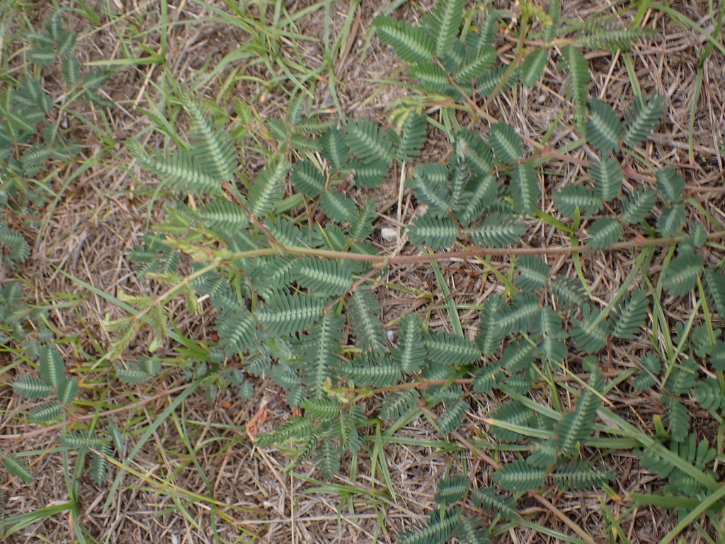 Neptunia plena — Neptunia plena
