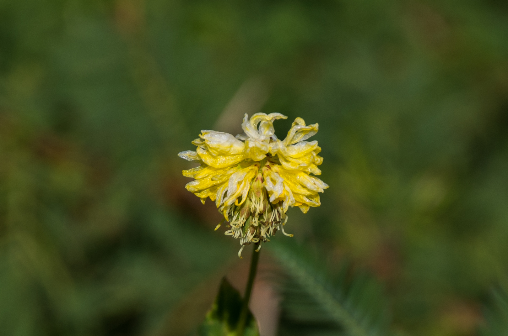 Geel bloemhoofdje van Neptunia plena bij Seru Kalbas, Curaçao.