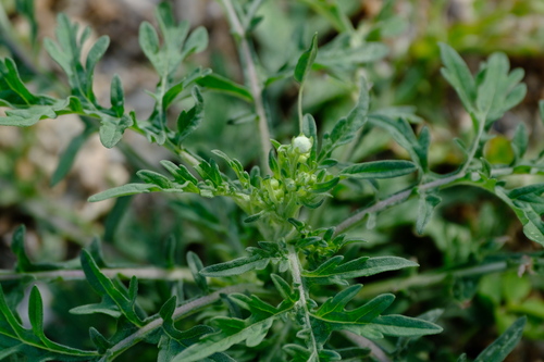 Basora di liber — Parthenium hysterophorus