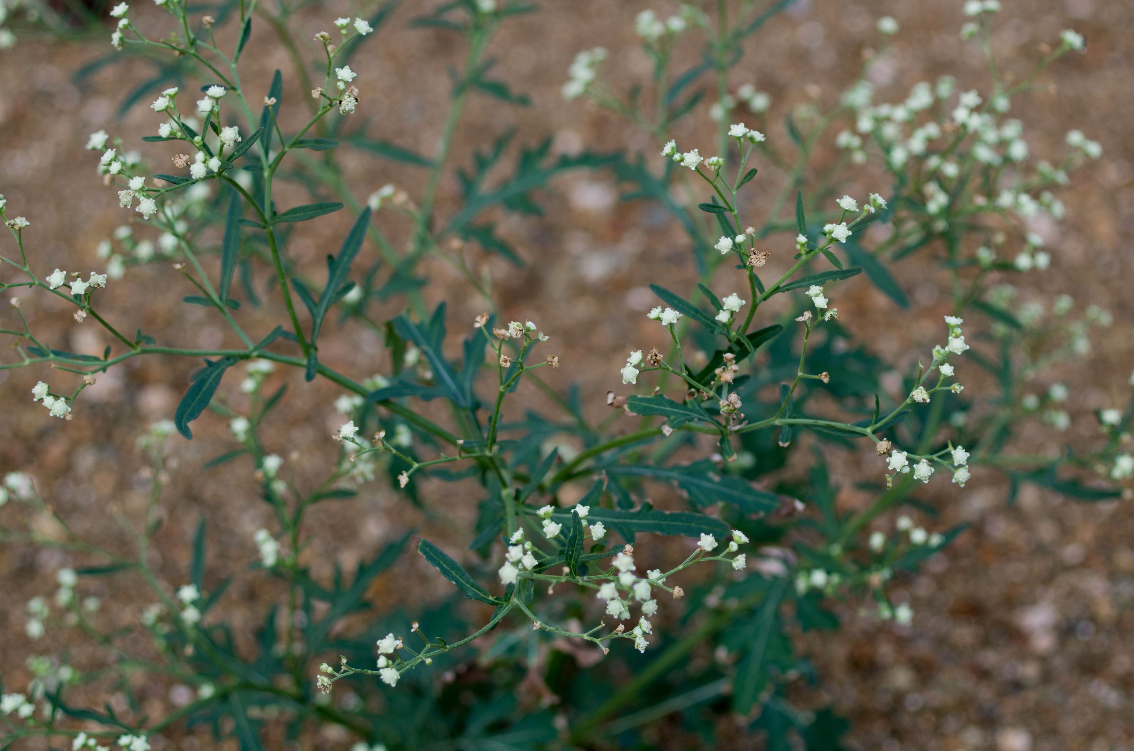 Vertakte bloeiwijze met kleine witte bloemhoofdjes bij Klein Santa Martha, Curaçao.