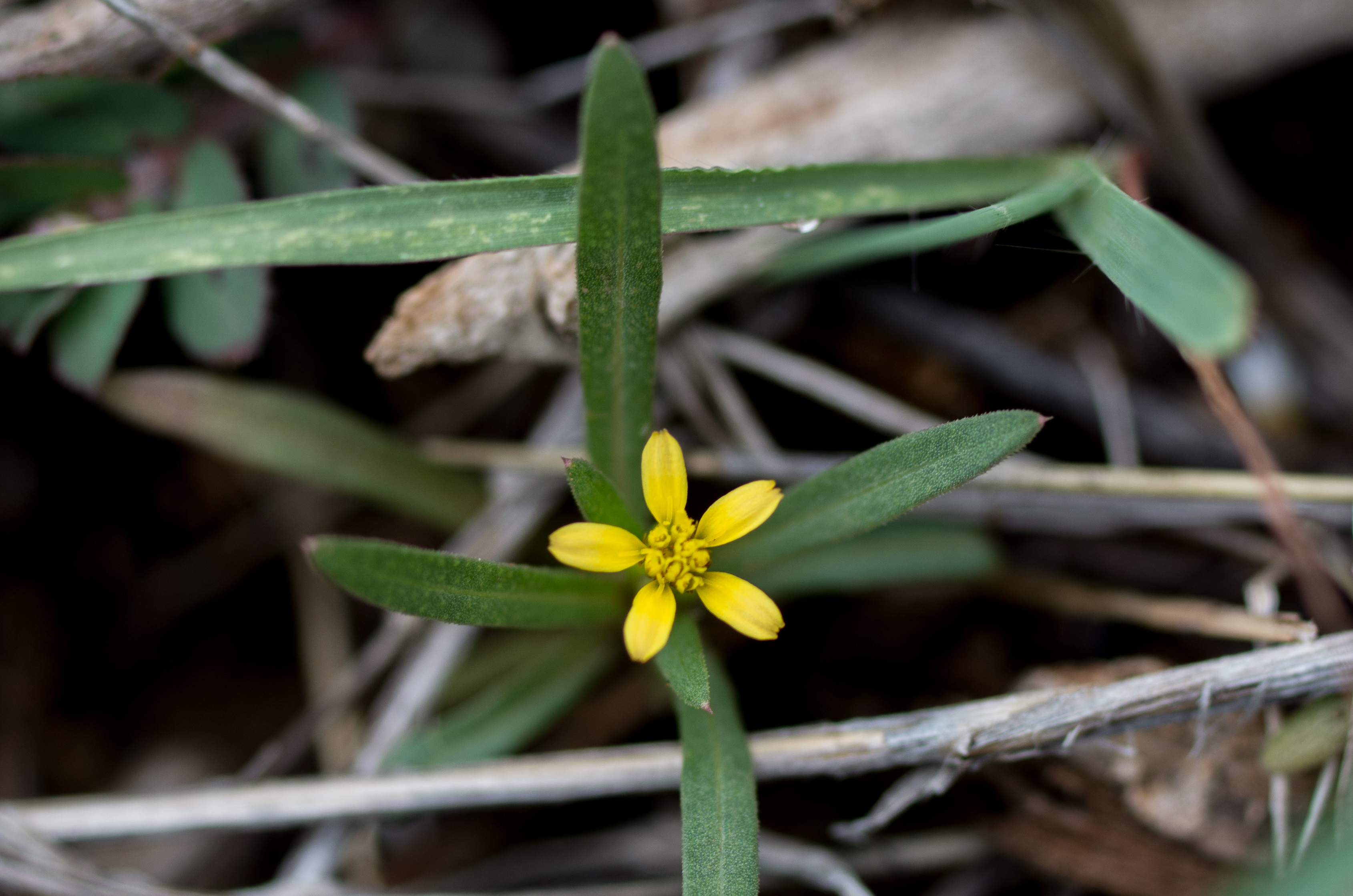 Tebenki — Pectis linearis