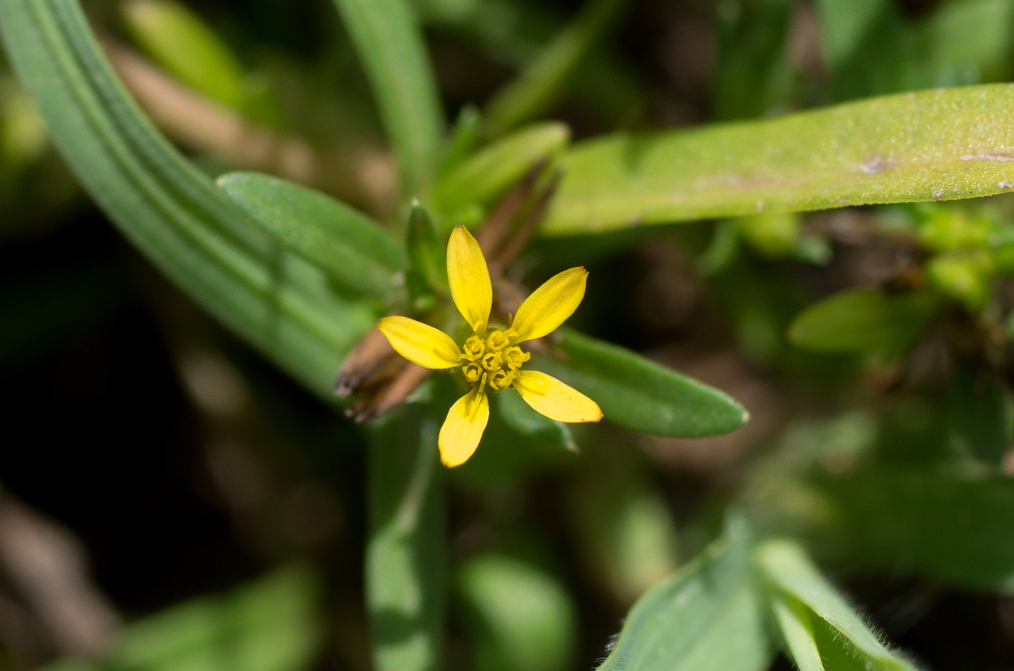 Bloemhoofdje, smal blad en bladborstels op Piedro Spañó, Curaçao.