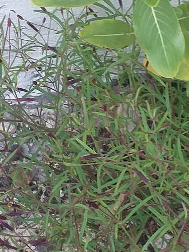 Tebenki machu — Pectis linifolia
