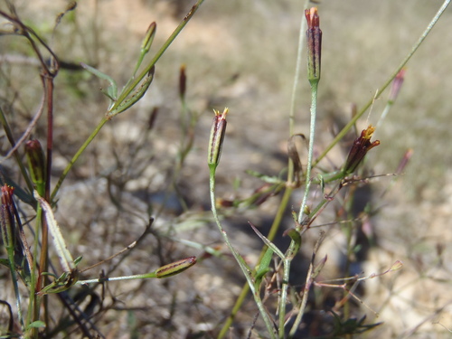 Kleine hoofdjes met paarse omwindselbladen, Pima County, Arizona, Verenigde Staten.