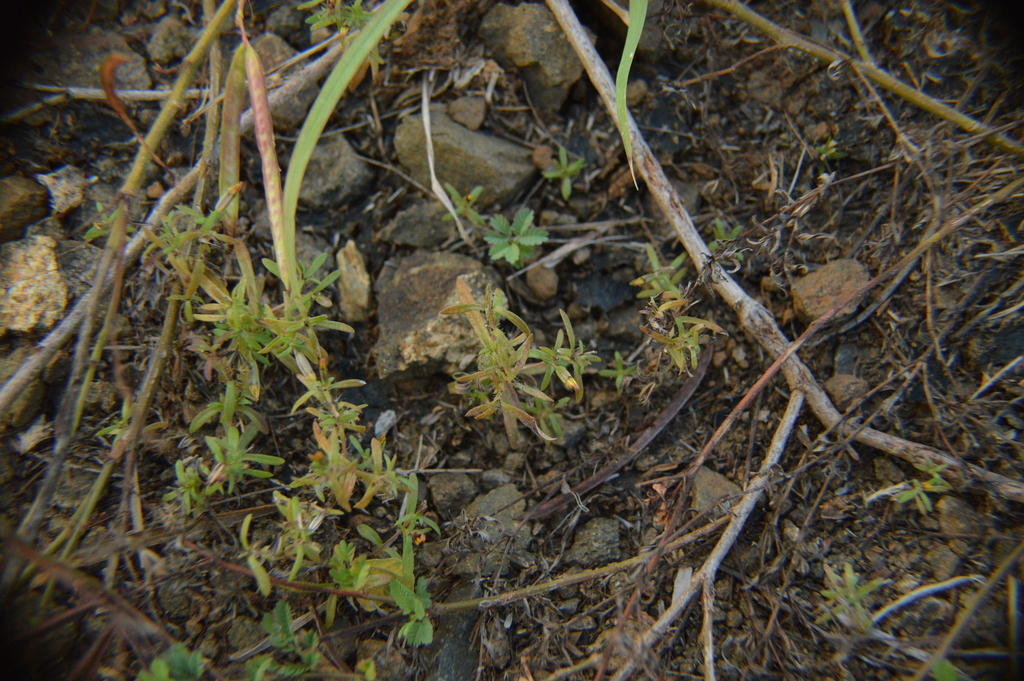 Tebenki muhé — Pectis prostrata