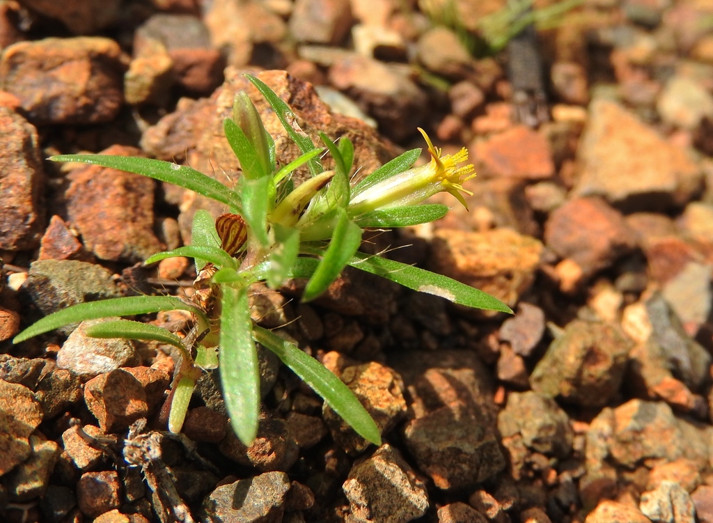 Gele hoofdjes en smal blad van Pectis prostrata op Curaçao.
