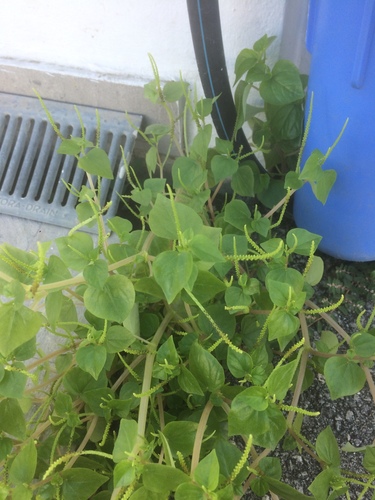 Kacho di kaya — Peperomia pellucida
