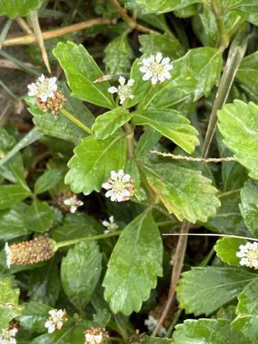 Kamille shimaron — Phyla nodiflora