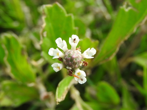 Witte bloemen rond het donkere hoofdje van Phyla nodiflora op Curaçao.