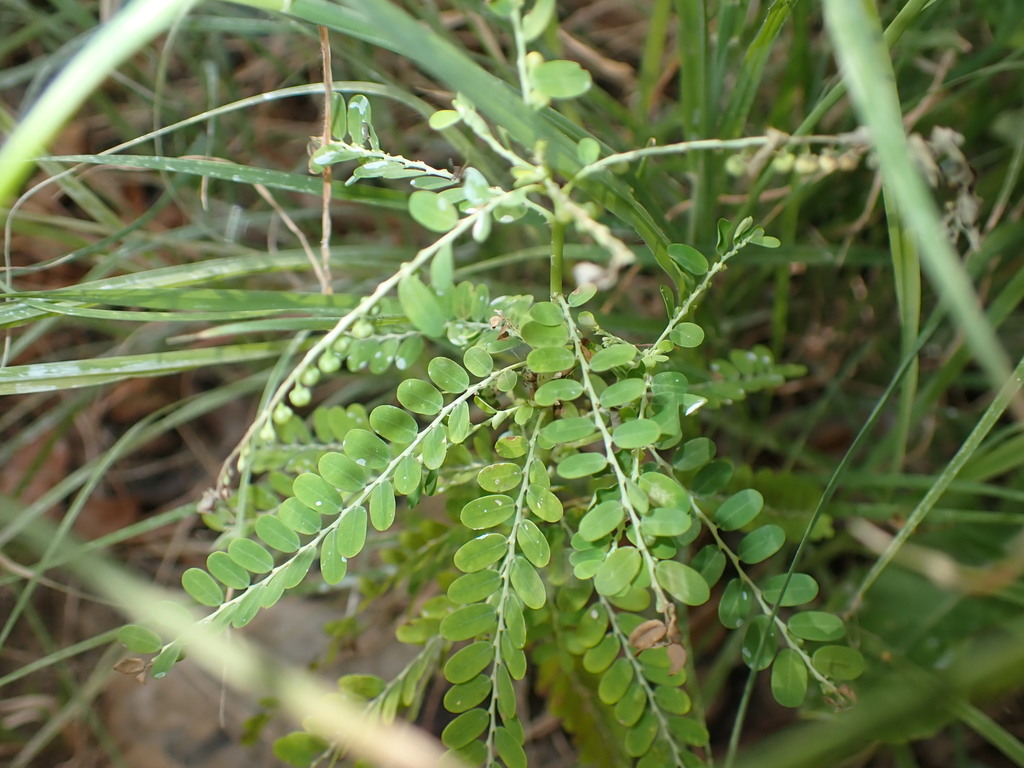 Flor skondi — Phyllanthus amarus