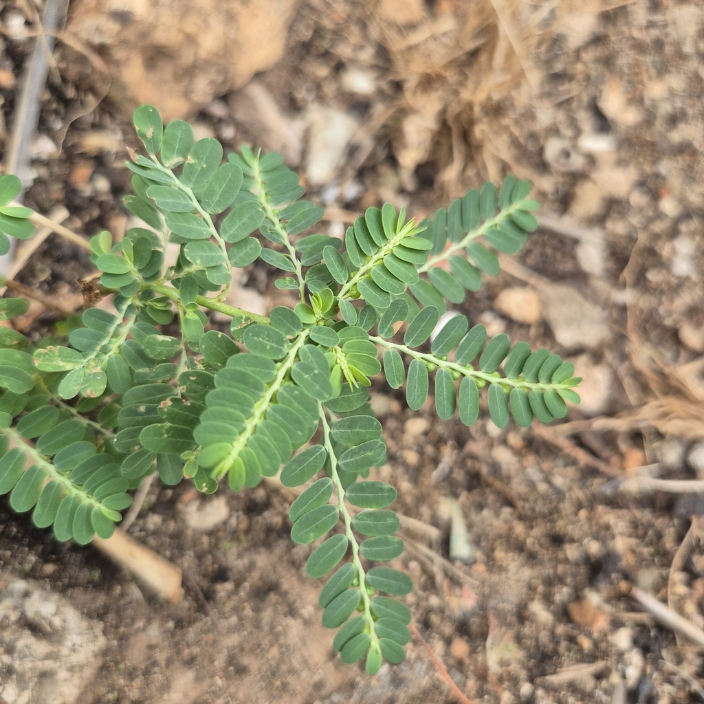 Bladrijen en fijne vertakking van Phyllanthus amarus op Curaçao.