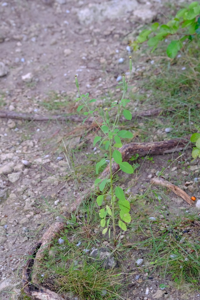 Yerba di mampuritu — Porophyllum ruderale