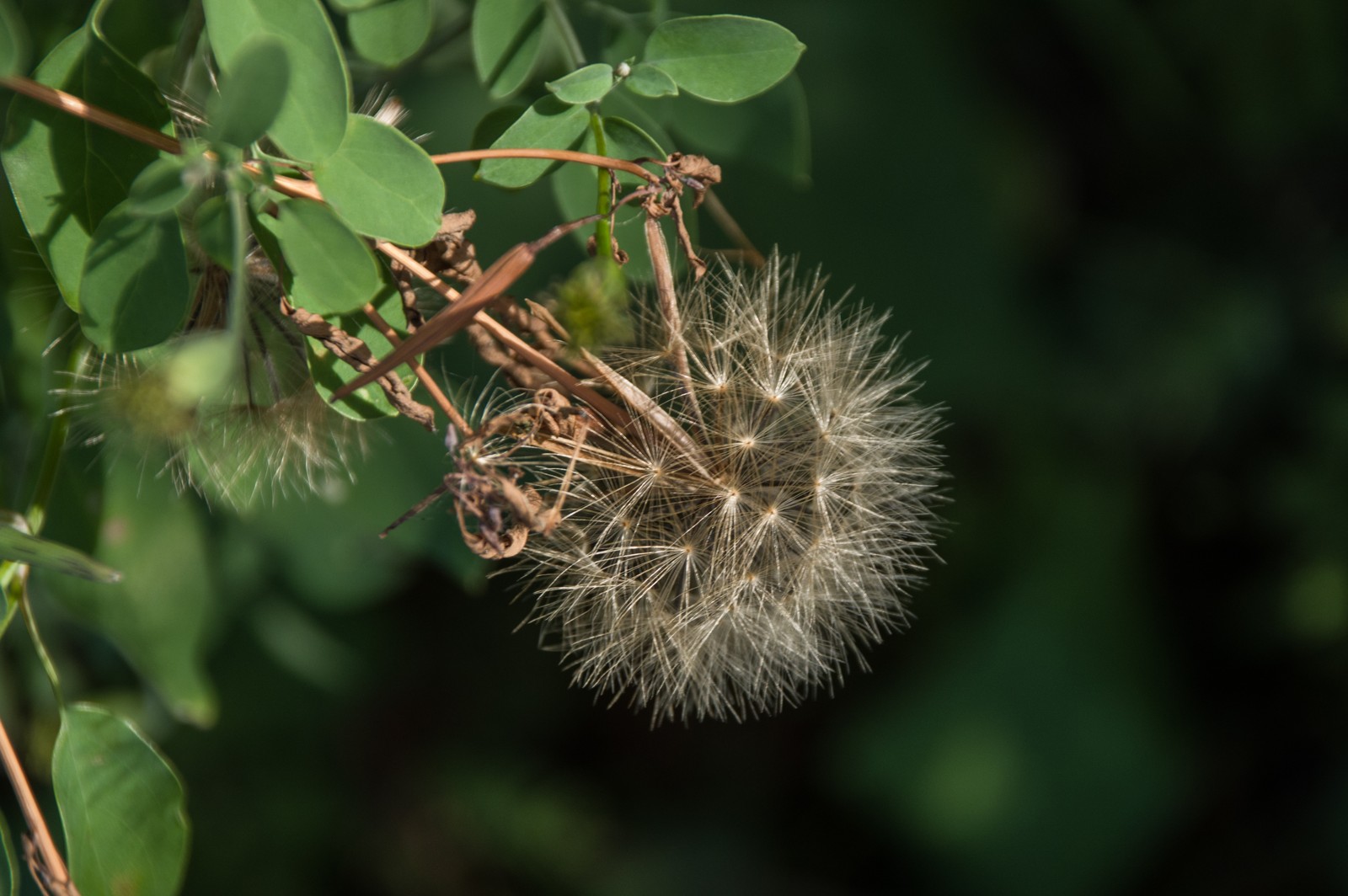 Rijpe vruchtpluizen op Curaçao: droge vruchtjes met lange haren.