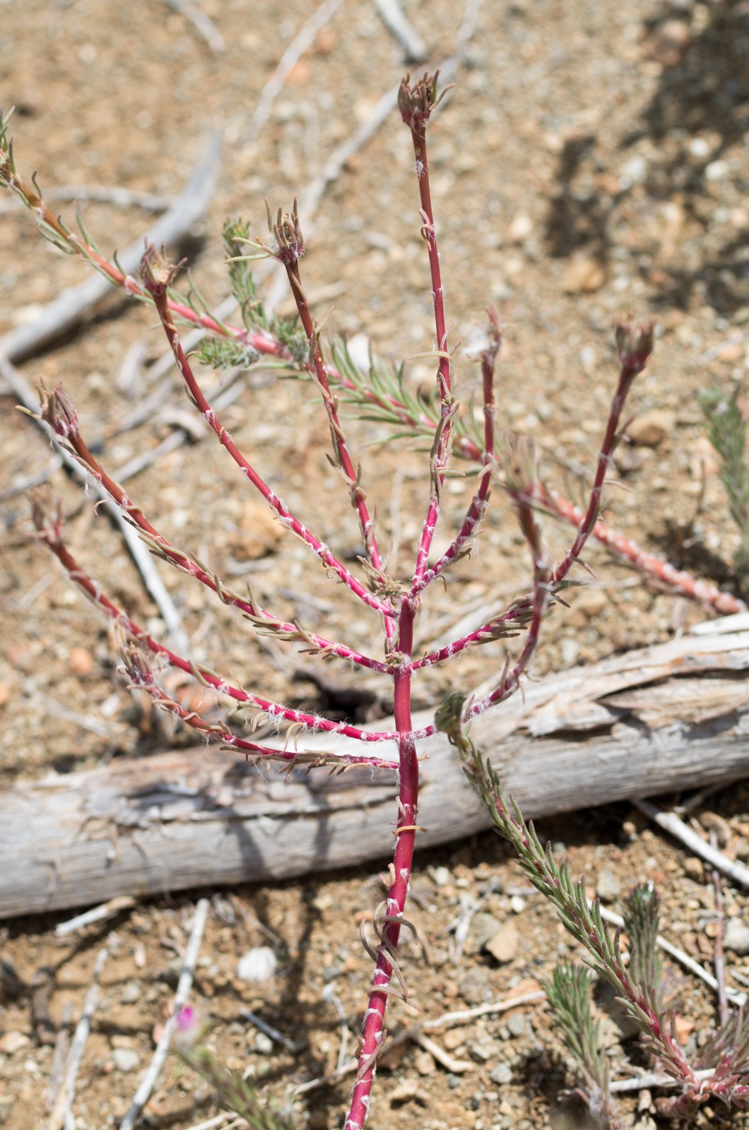 Bembe shimaron — Portulaca elatior