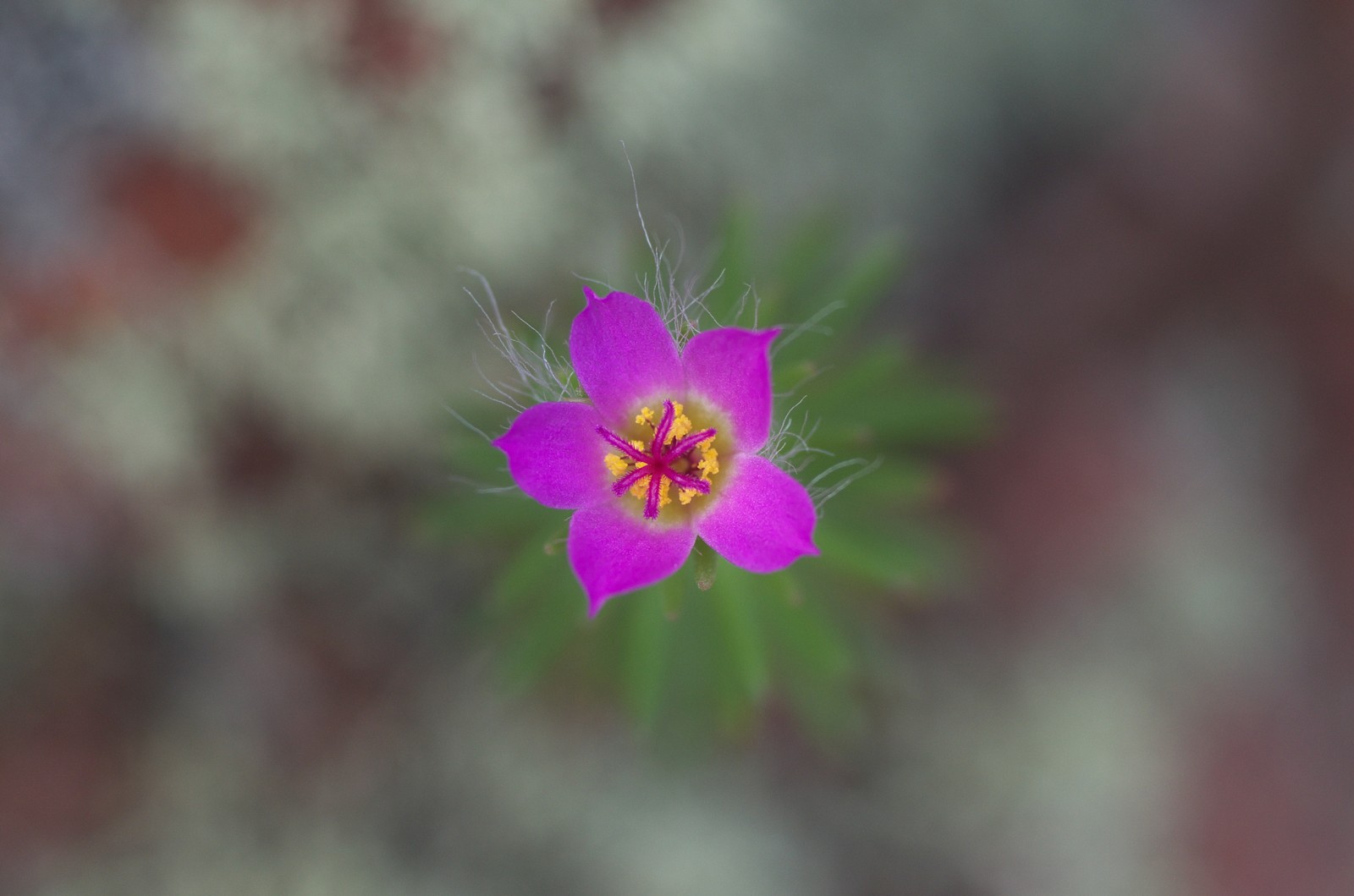 Roze bloem en smalle blaadjes bij Seru Bientu, Curaçao.