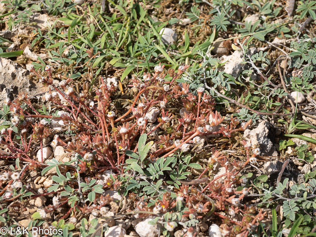 Yerba di konenchi — Portulaca halimoides
