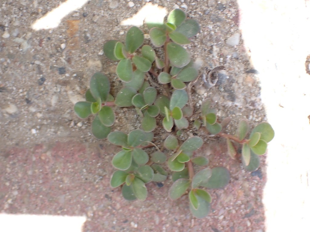 Bembe di kome — Portulaca oleracea