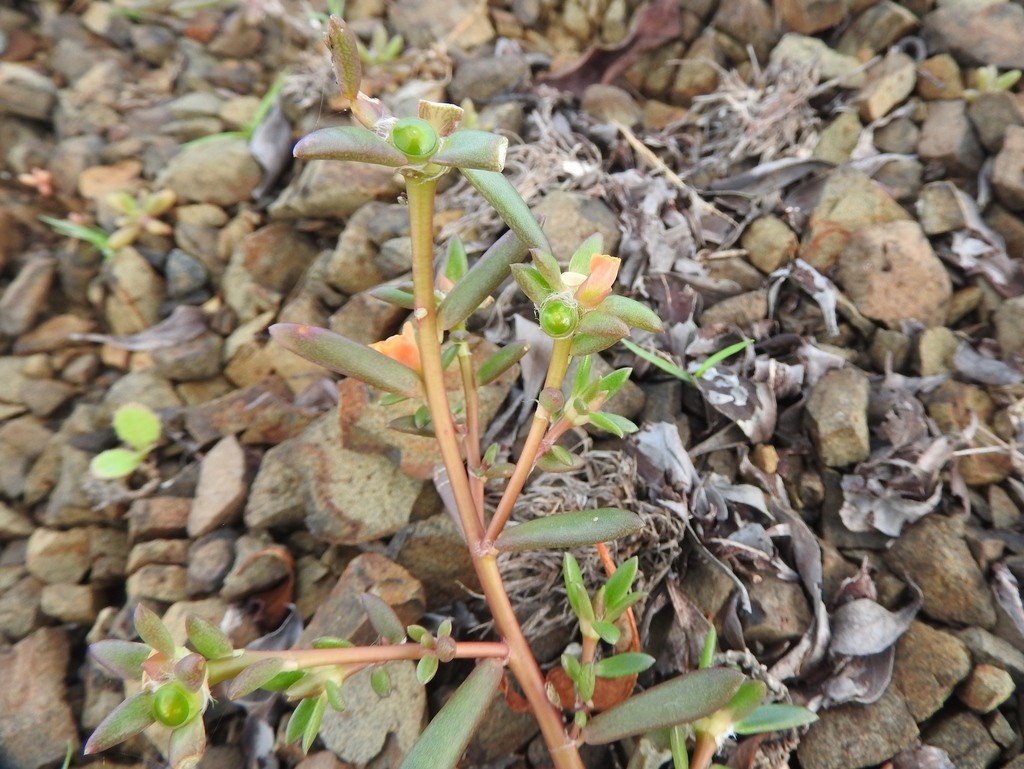 Portulaca rubricaulis — Portulaca rubricaulis