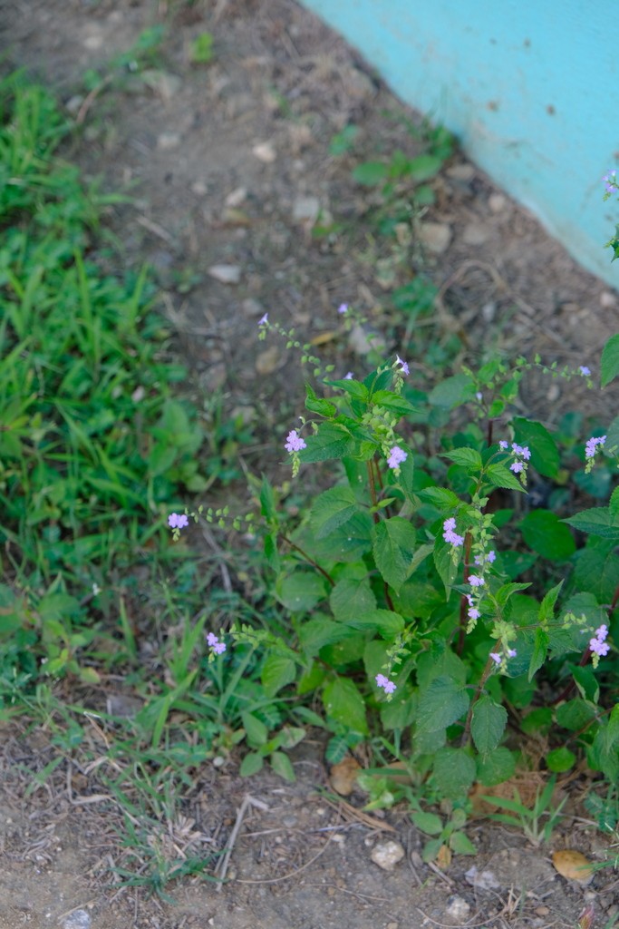 Priva lappulacea — Priva lappulacea