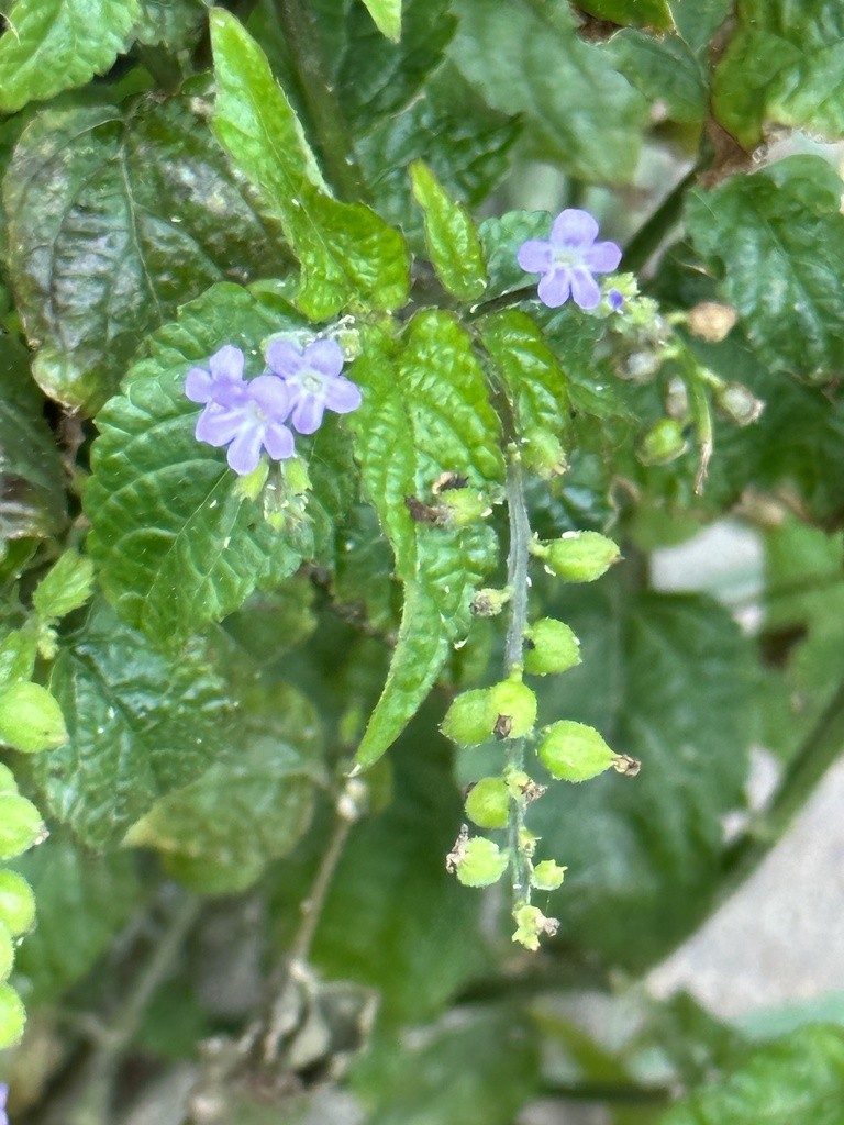 Bloemen en ronde vruchtkelken aan een tros op Bonaire.