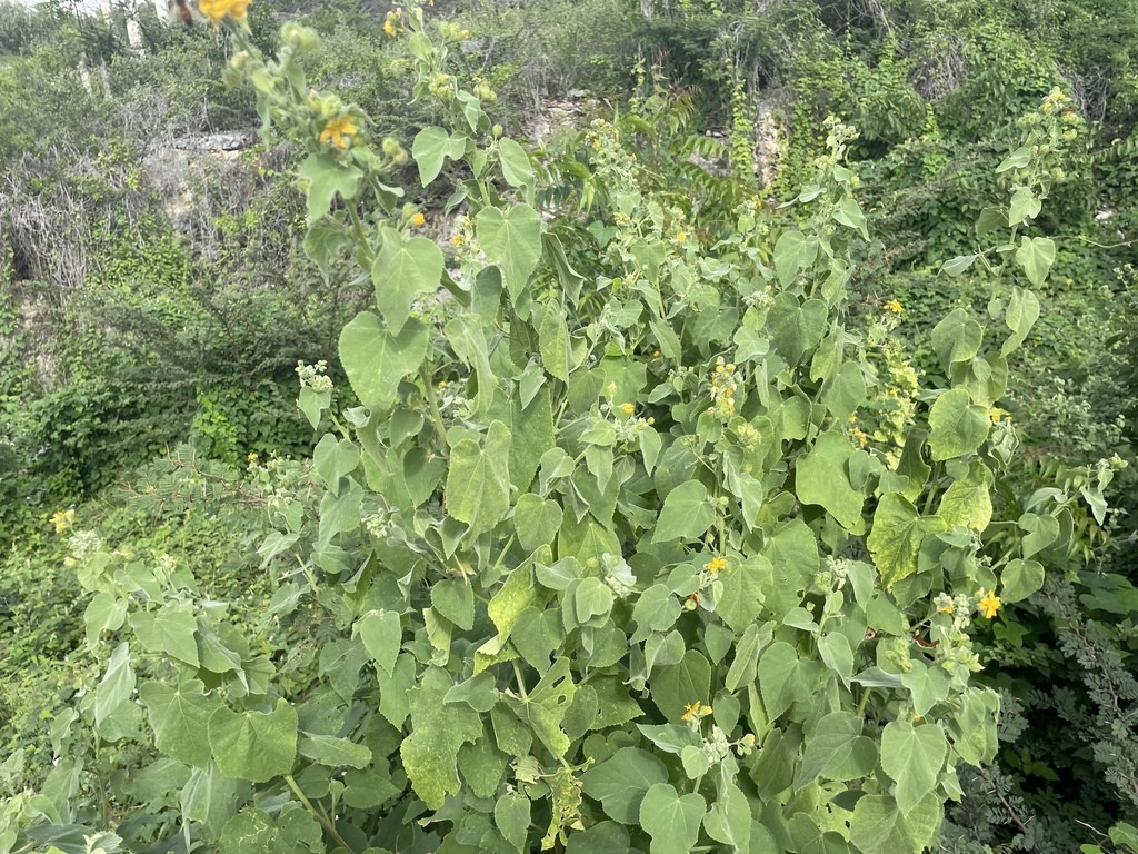 Pseudabutilon umbellatum — Pseudabutilon umbellatum