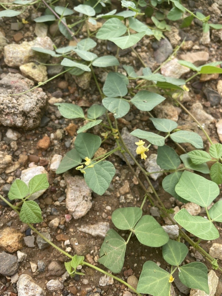 Yerba di lagadishi — Rhynchosia minima