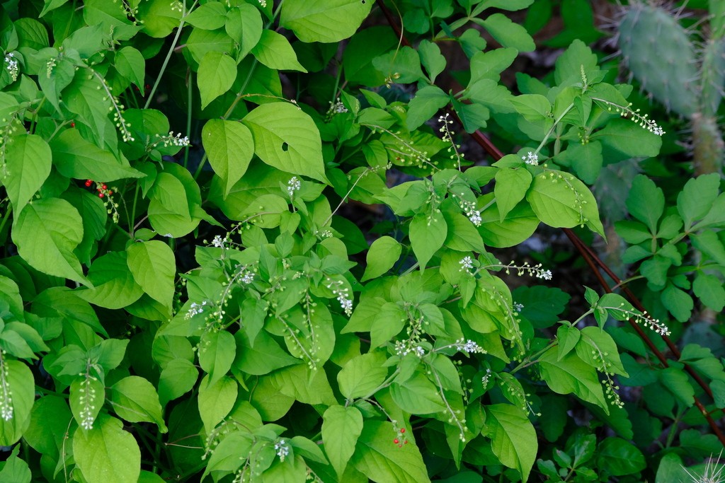 Stakamahachi — Rivina humilis