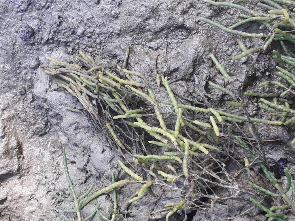 Salicornia perennis — Salicornia perennis