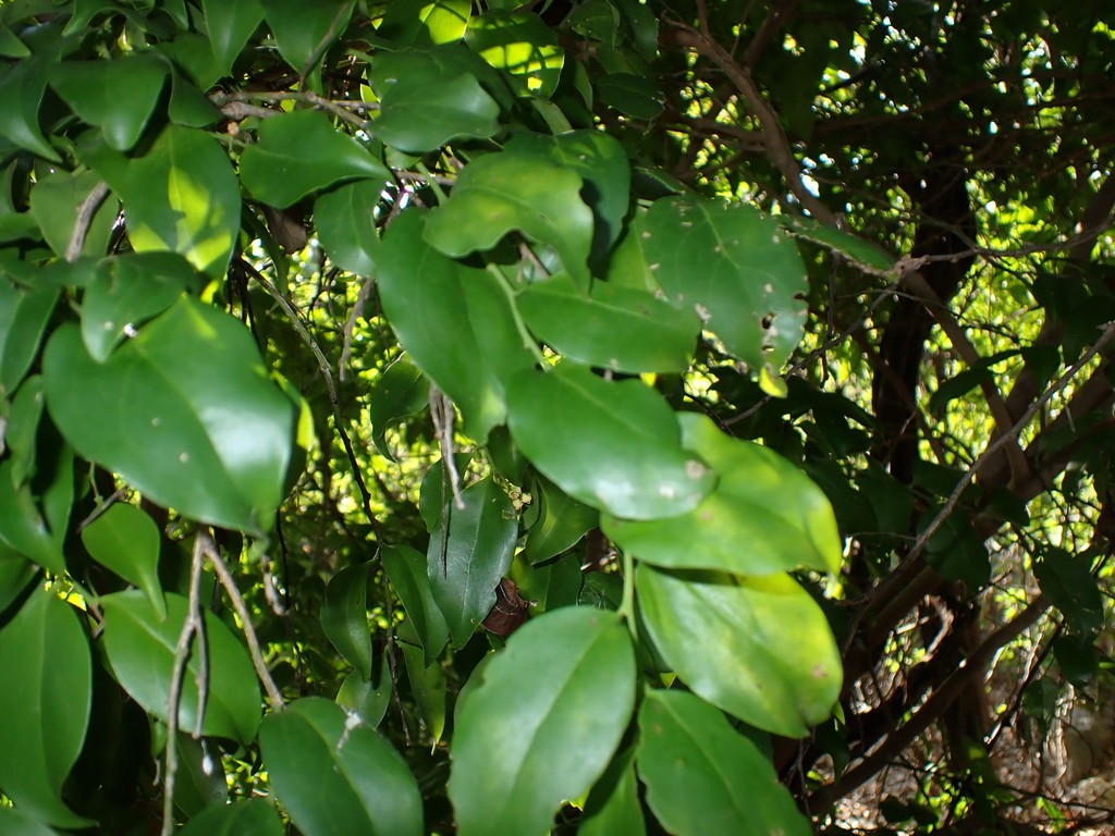 Mata komblés — Schoepfia schreberi