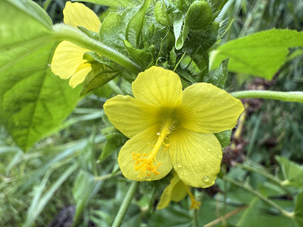 Gele bloem, behaarde kelk en brede schutbladeren van dichtbij, Puerto Rico.