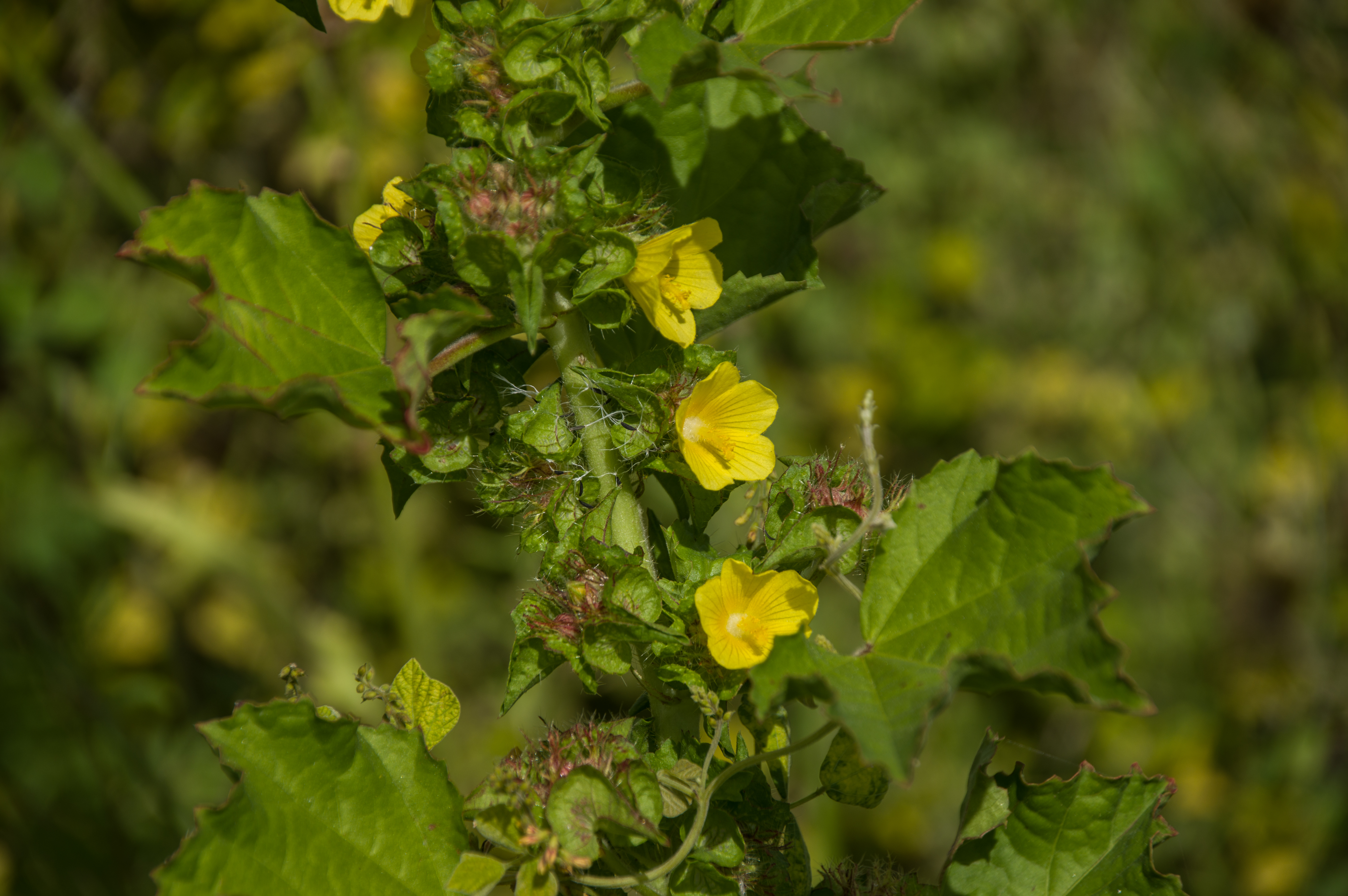 Giambo shimaron — Malachra alceifolia