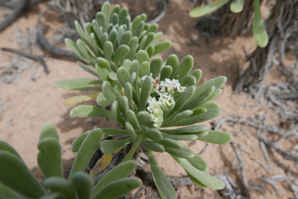 Zilvergrijze bladeren en kleine witte bloemen op Bonaire, van dichtbij.
