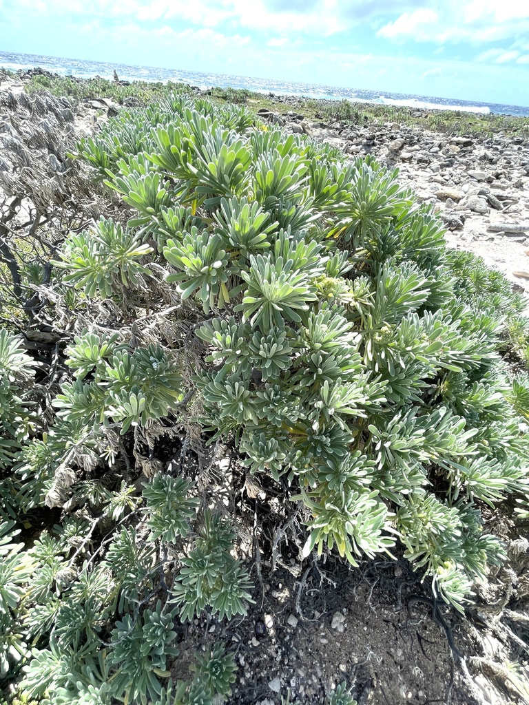 Tabaku di piskadó — Tournefortia gnaphalodes