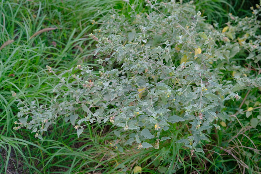 Basora blanku — Malvastrum americanum