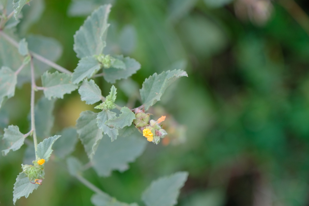 Gele bloempjes en grijsgroen, getand blad van Basora blanku op Bonaire.