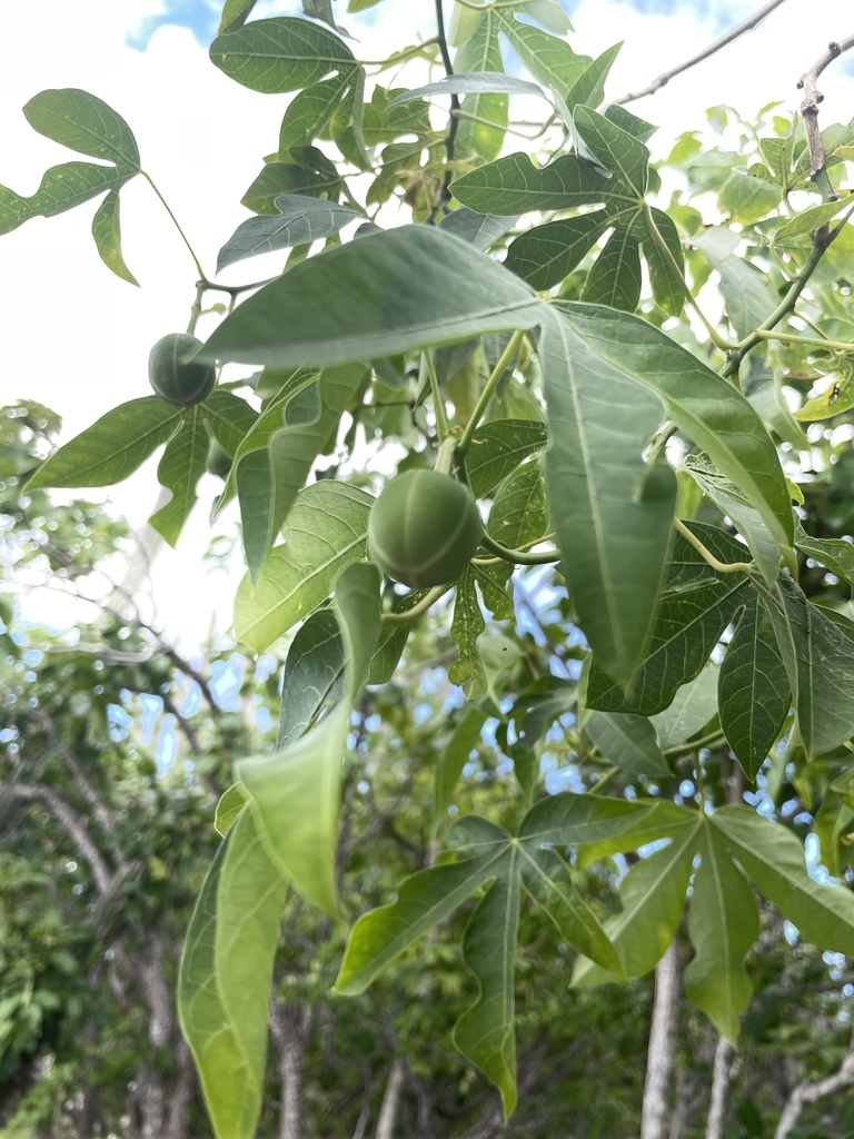 Groene vruchtdozen en gelobde bladeren van Marihuri op Bonaire.