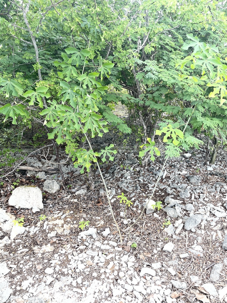 Marihuri — Manihot carthagenensis